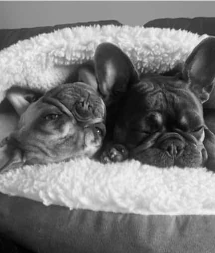 Coco and Louie, the two French Bulldogs at The Establishment Hairdressing, Farnham