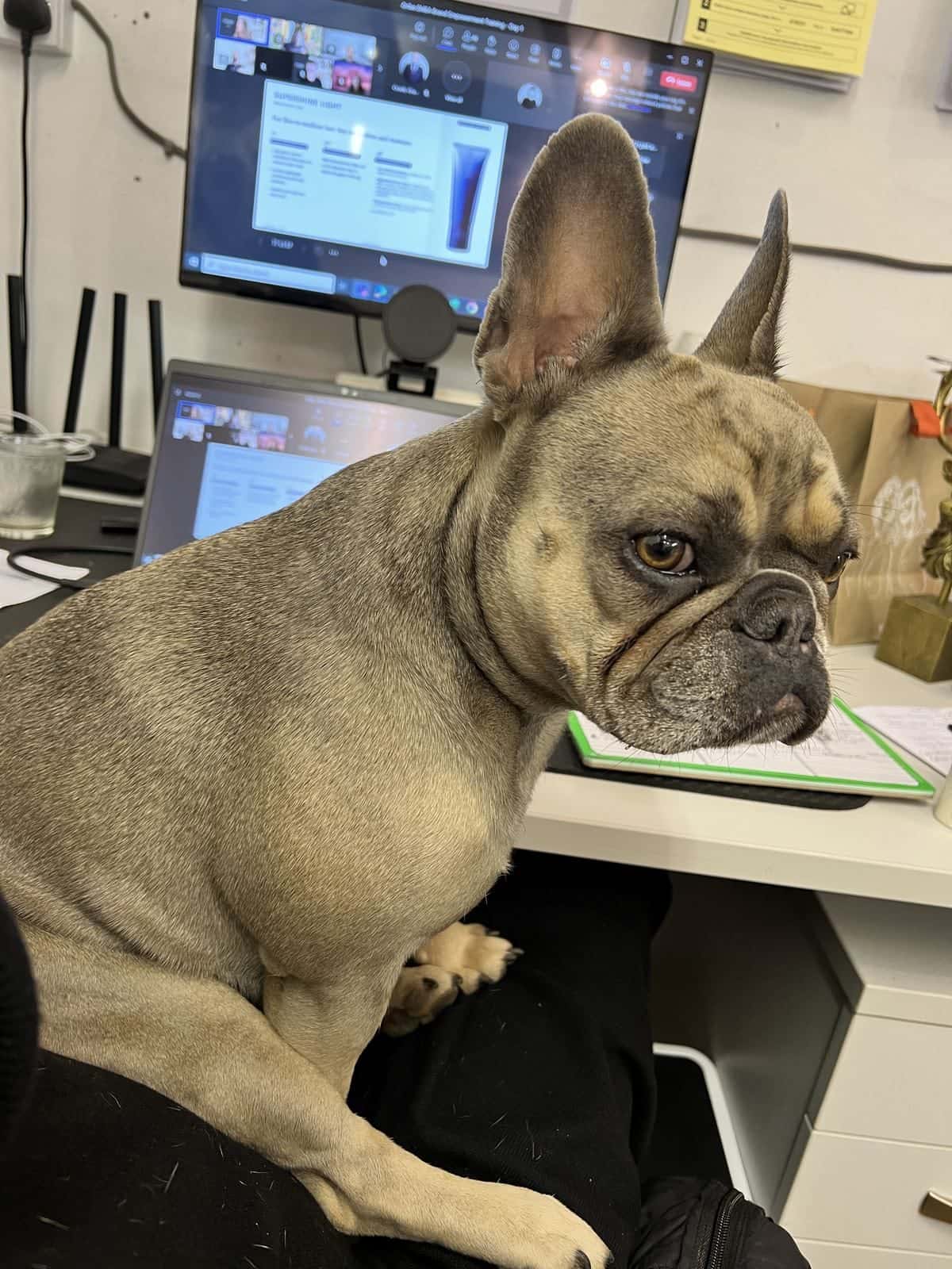 Coco and Louie, the French Bulldogs, at the reception desk at The Establishment Hairdressing, Farnham