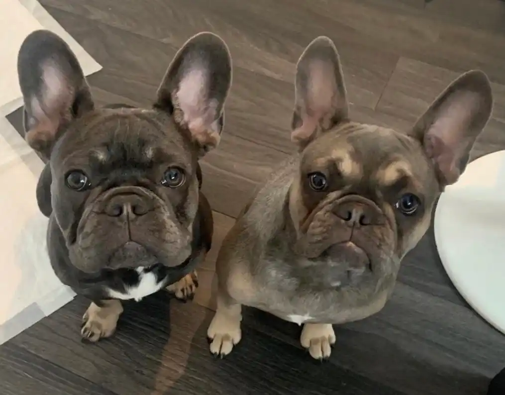 Coco & Louie · the two French Bulldogs at The Establishment Hairdressing, Farnham