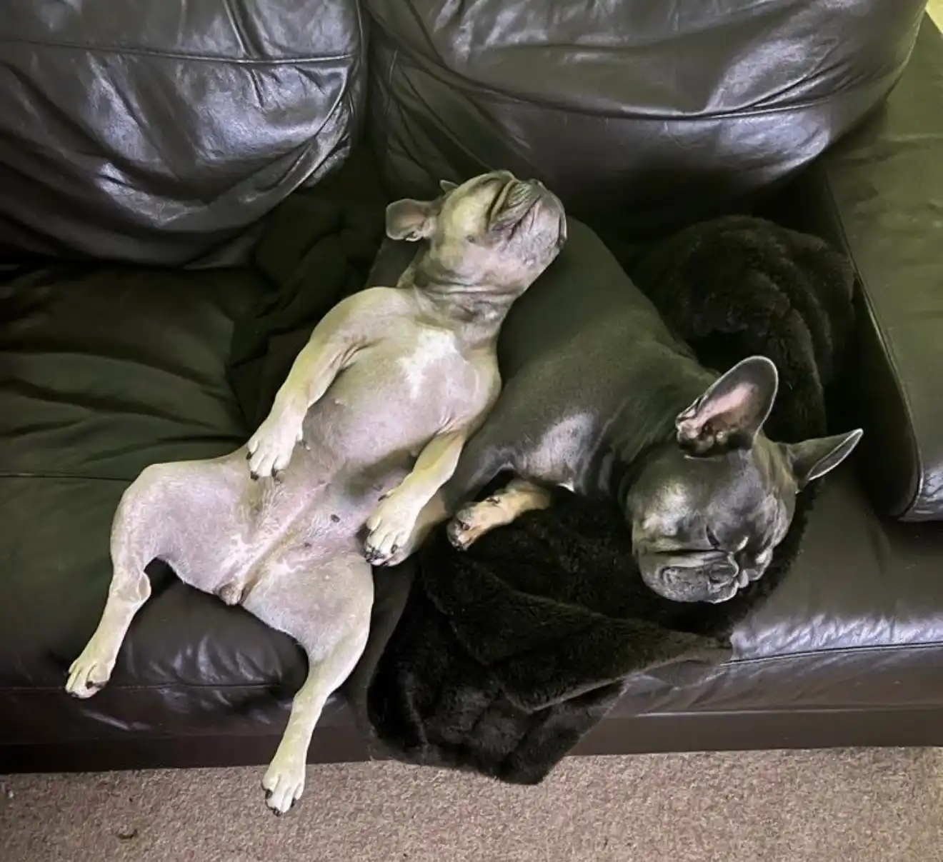 Coco and Louie, the two French Bulldogs, asleep at The Establishment Hairdressing, Farnham